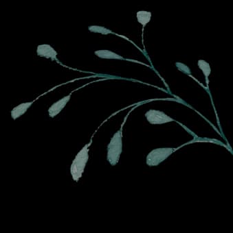 leaf